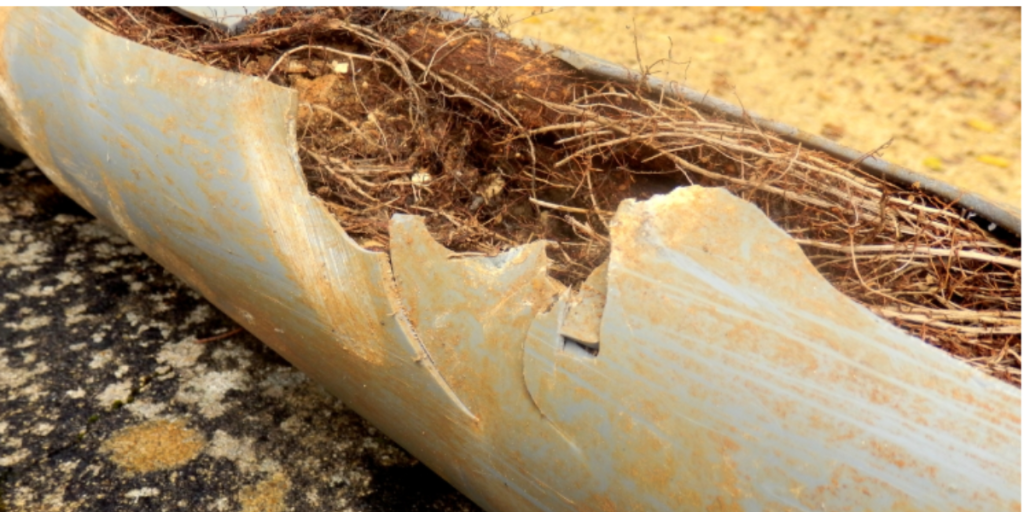 Tree Root Pipe Damage